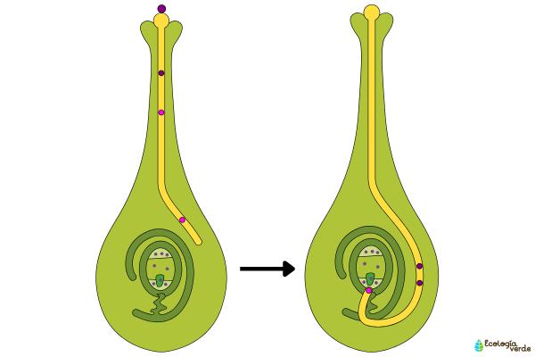 Quimiotropismo: qué es, tipos, ejemplos e importancia - ¿Cuál es la importancia del quimiotropismo?