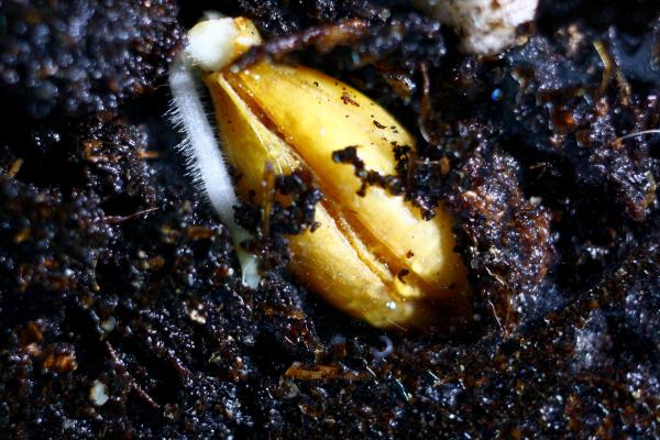 Germinación: qué es, tipos y etapas - ¿Cuáles son las etapas del proceso de germinación?