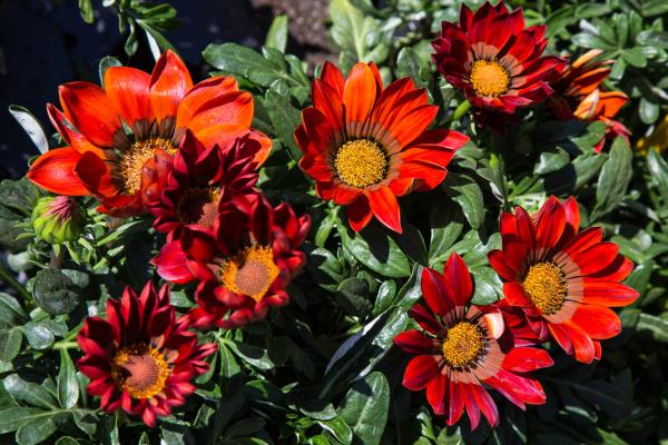 Quimiotropismo: qué es, tipos, ejemplos e importancia - ¿Cuáles son los tipos de quimiotropismo?