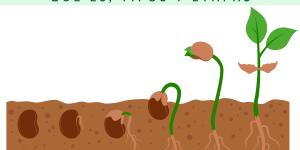 Germinación: qué es, tipos y etapas