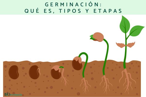 Germinación: qué es, tipos y etapas