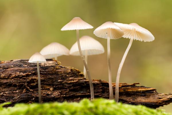 Quimiotropismo: qué es, tipos, ejemplos e importancia - ¿Qué es el quimiotropismo?