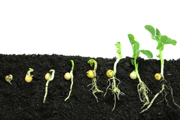 Germinación: qué es, tipos y etapas - ¿Qué es la germinación de semillas?