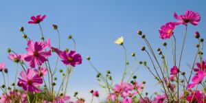 Quimiotropismo: qué es, tipos, ejemplos e importancia