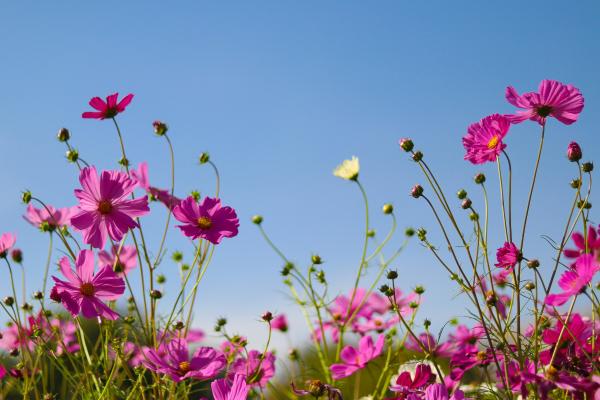 Quimiotropismo: qué es, tipos, ejemplos e importancia