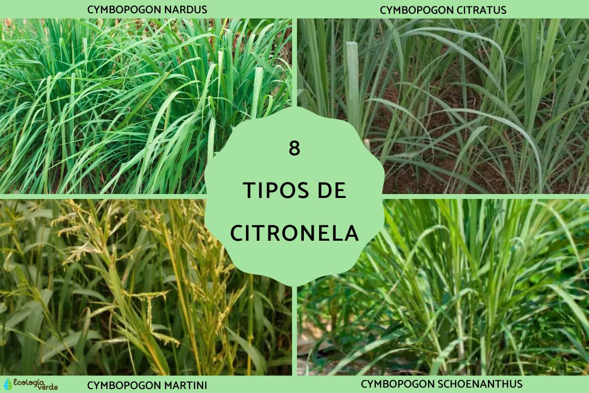 Tipos de citronela