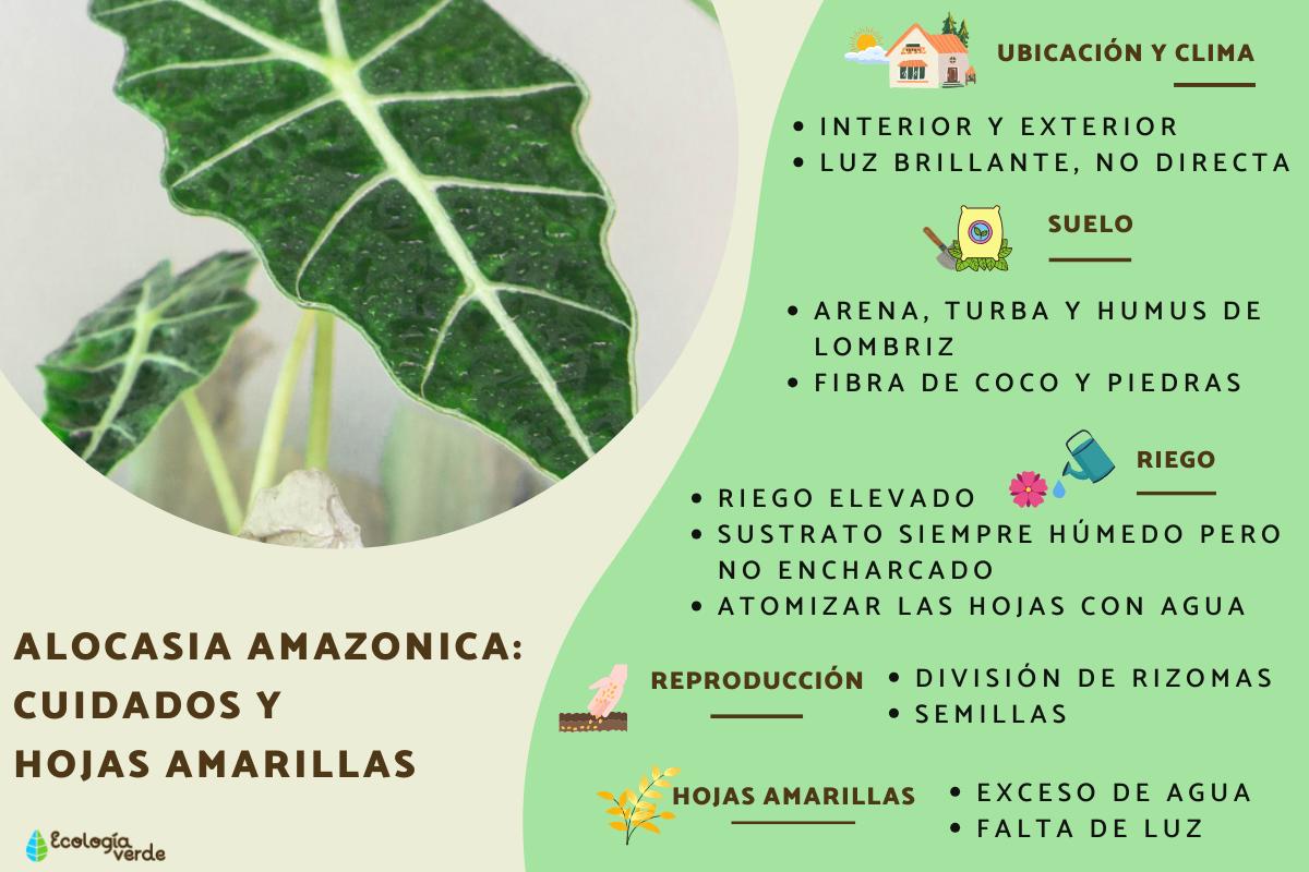 Alocasia amazonica: cuidados y hojas amarillas