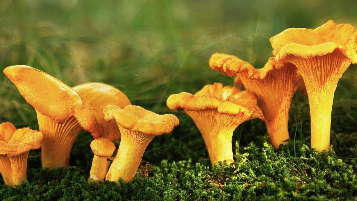 De marzuelos a perrechicos: guía de las setas de primavera y por qué este año puede ser inolvidable