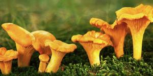 De marzuelos a perrechicos: guía de las setas de primavera y por qué este año puede ser inolvidable