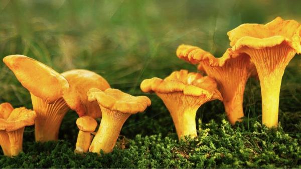 De marzuelos a perrechicos: guía de las setas de primavera y por qué este año puede ser inolvidable