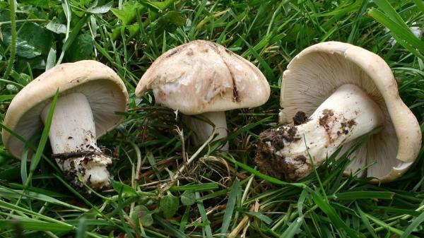 De marzuelos a perrechicos: guía de las setas de primavera y por qué este año puede ser inolvidable - El clima manda: cuando llueve… salen las setas