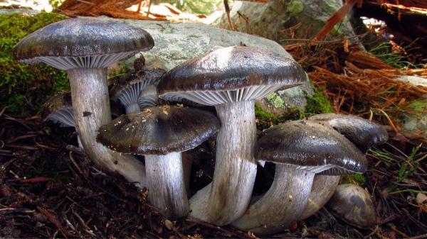 De marzuelos a perrechicos: guía de las setas de primavera y por qué este año puede ser inolvidable - Las setas de primavera que más buscan los recolectores