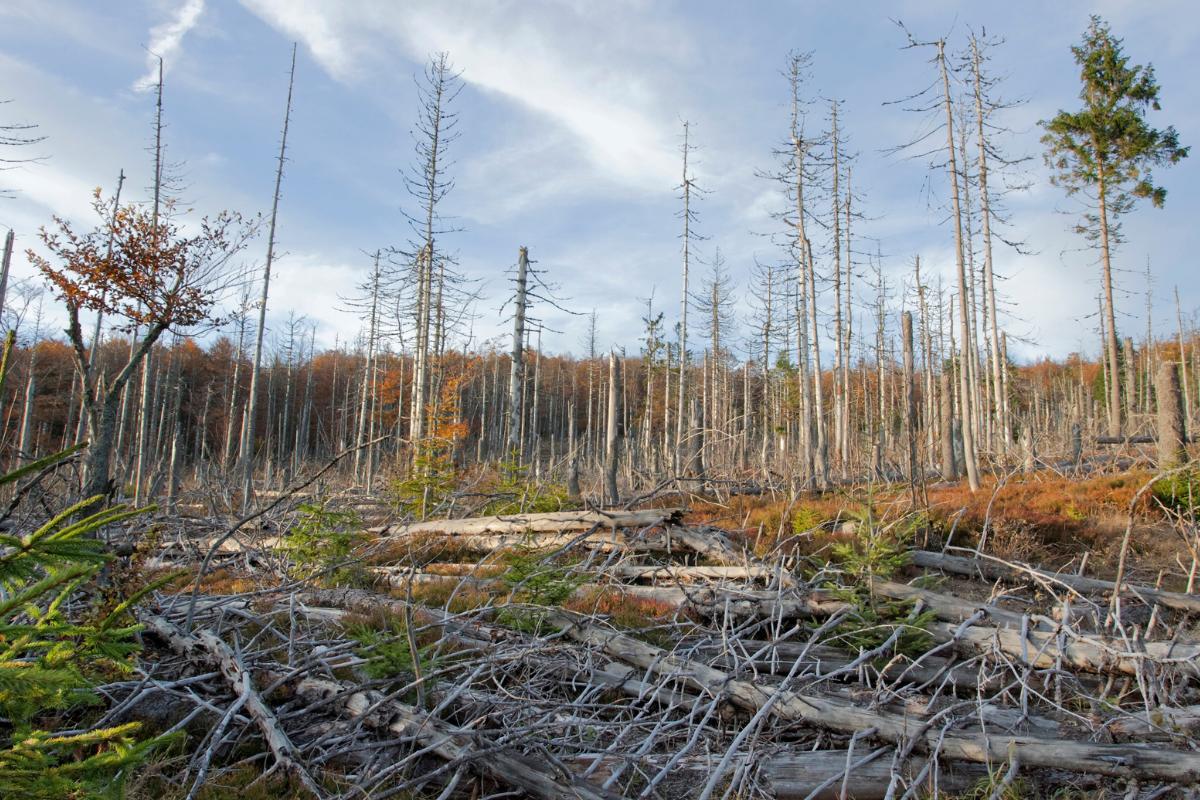 Lluvia ácida: qué es, causas y consecuencias