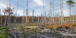 Lluvia ácida: qué es, causas y consecuencias