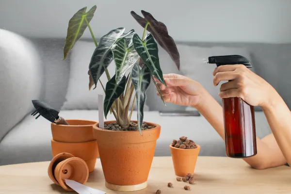 Alocasia amazonica: cuidados y hojas amarillas - Gua completa