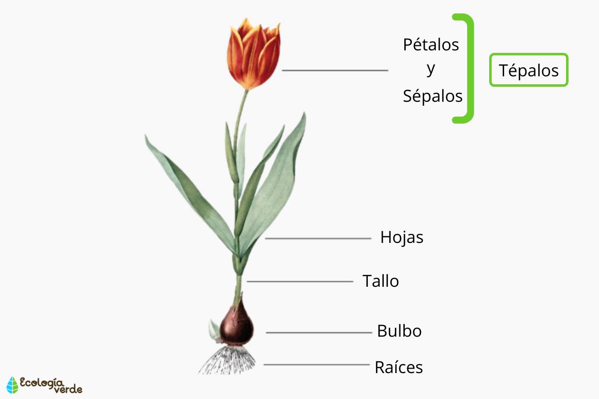 Tépalos: qué son y su función