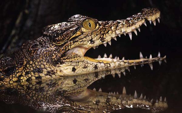 Caimán - Características de los caimanes