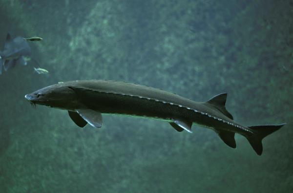 Los peces más raros del mundo - Esturión (Acipenser sp.) 