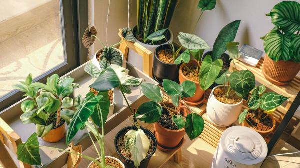Tener muchas plantas en casa no es solo una moda: esto es lo que dice la psicología sobre quienes viven rodeados de ellas - La necesidad humana de conectar con la naturaleza