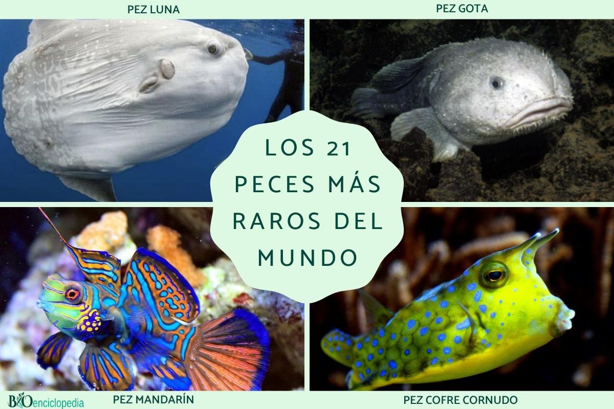 Los peces más raros del mundo