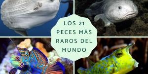 Los peces más raros del mundo