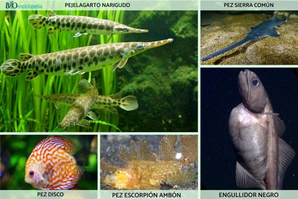 Los peces más raros del mundo - Otros peces raros 