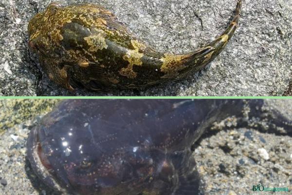 Los peces más raros del mundo - Pejesapo (Sicyases sanguineus) 