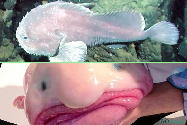 Los peces más raros del mundo - Pez gota (Psychrolutes marcidus) 