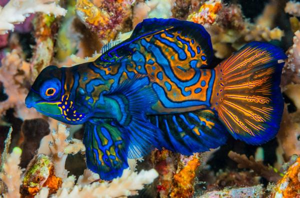 Los peces más raros del mundo - Pez mandarín (Synchiropus splendidus) 