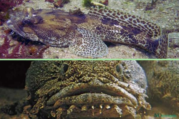 Los peces más raros del mundo - Pez sapo (Halobatrachus didactylus) 