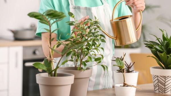 Tener muchas plantas en casa no es solo una moda: esto es lo que dice la psicología sobre quienes viven rodeados de ellas