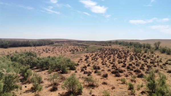 Fracasaron plantando árboles en el Sáhara, pero 500 tortugas lograron lo que parecía imposible cinco años después - 500 tortugas gigantes consiguieron regenerar un terreno árido en solo cinco años