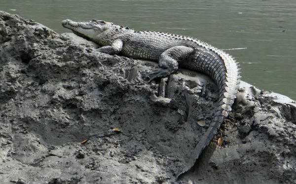 Cocodrilo marino - Amenazas del cocodrilo marino 
