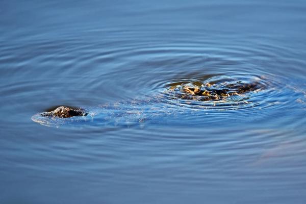 Cocodrilo marino - Dónde vive el cocodrilo marino 