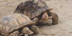 Fracasaron plantando árboles en el Sáhara, pero 500 tortugas lograron lo que parecía imposible cinco años después