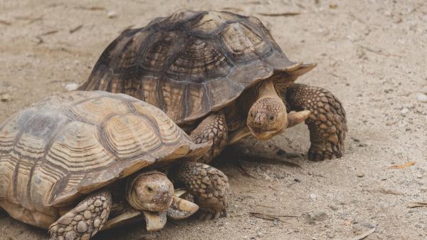 Fracasaron plantando árboles en el Sáhara, pero 500 tortugas lograron lo que parecía imposible cinco años después