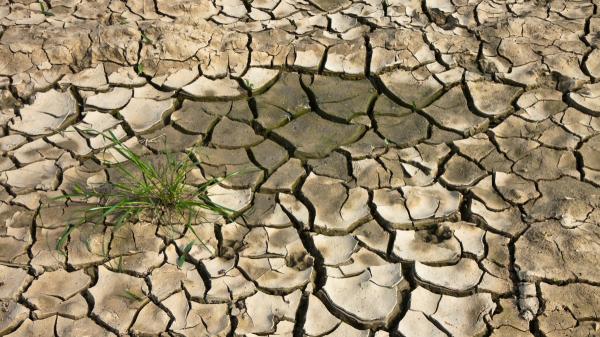 Fracasaron plantando árboles en el Sáhara, pero 500 tortugas lograron lo que parecía imposible cinco años después - Por qué muchos proyectos de reforestación fracasaron en el Sáhara y el Sahel