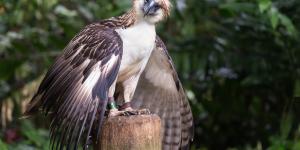 Águila filipina