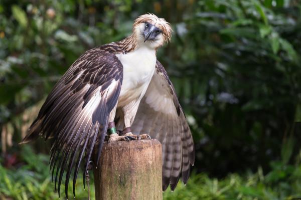 Águila filipina