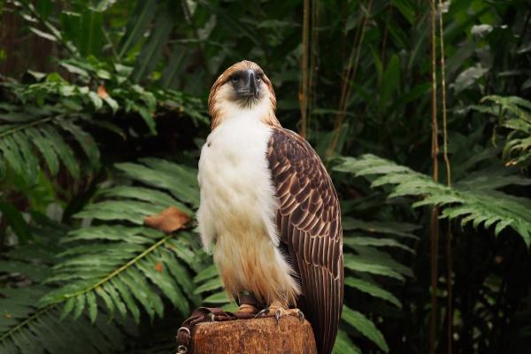 Águila filipina - Amenazas y conservación del águila filipina