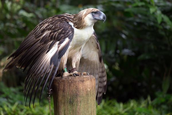 Águila filipina - Características del águila filipina