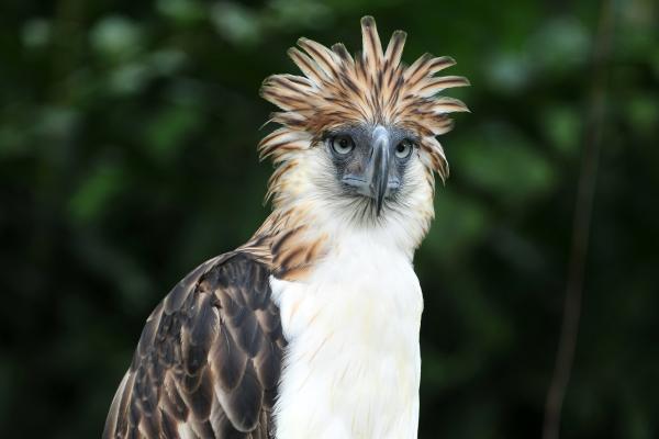 Águila filipina - Comportamiento del águila filipina