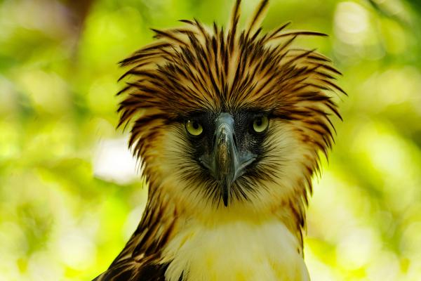 Águila filipina - Dónde vive el águila filipina