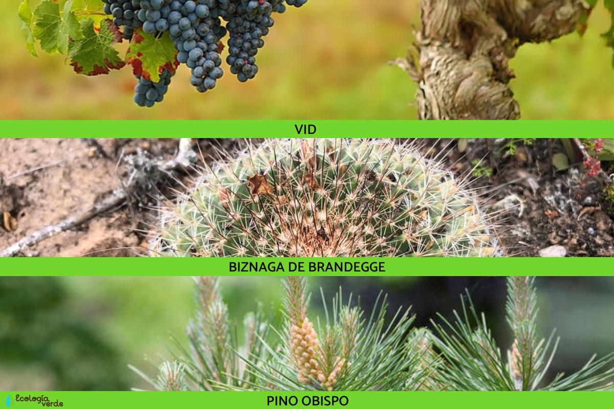 Flora y fauna de Baja California ¡Descúbrela aquí! Flora y fauna de Baja California ¡Descúbrela aquí!
