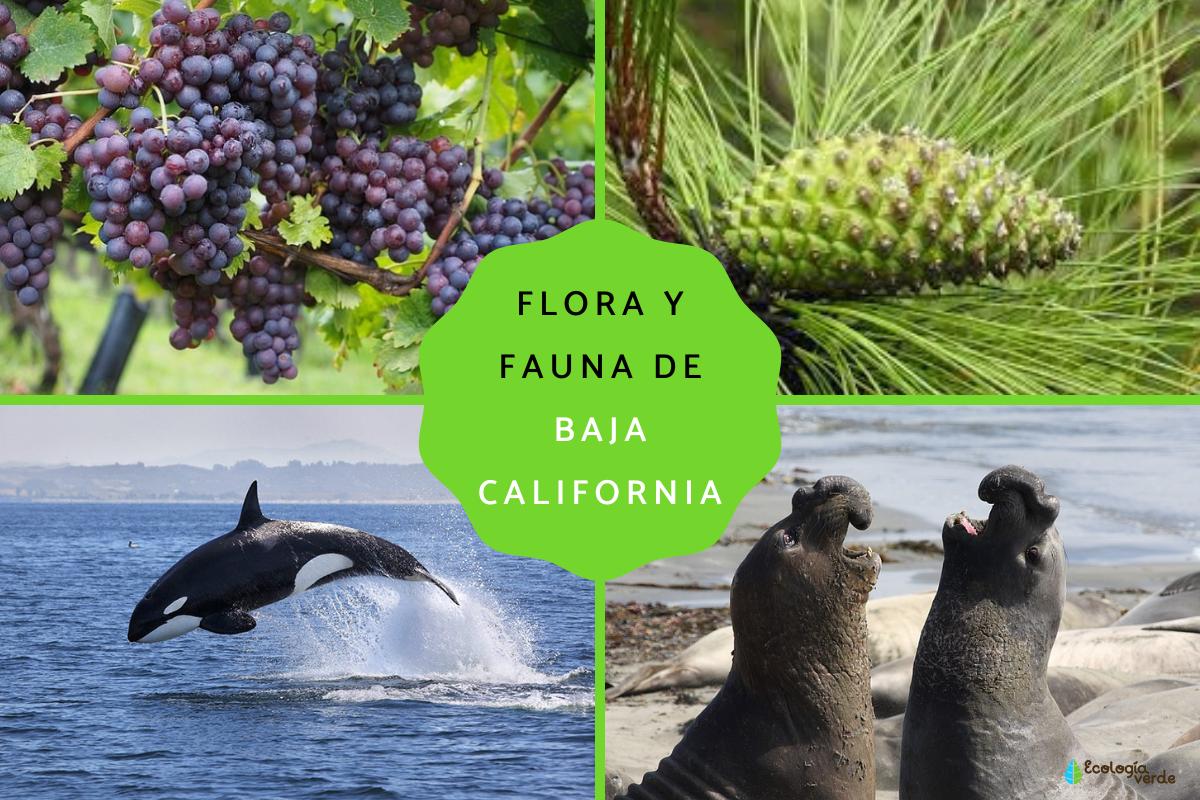 Flora y fauna de Baja California ¡Descúbrela aquí