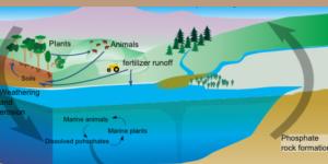 Ciclo del fósforo: qué es, etapas e importancia