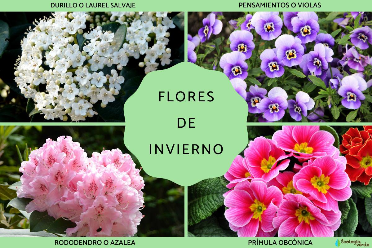 Flores de invierno