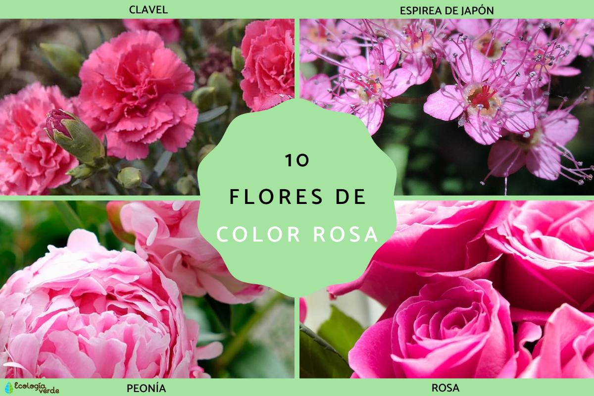Flores rosas