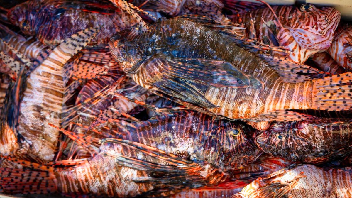 Florida elimina más de 36.000 peces león en sus aguas: la especie invasora que amenaza la biodiversidad marina