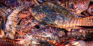 Florida elimina más de 36.000 peces león en sus aguas: la especie invasora que amenaza la biodiversidad marina